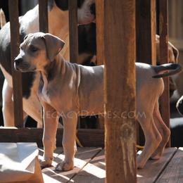 Great Dane Puppies from Legacy Danes