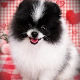 AKC Sully 2800 - Black parti male Pomeranian puppy in Oklahoma City, Oklahoma from Belle House Pomeranians