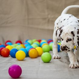 Cavalier King Charles Spaniel and Dalmatian Puppies from Cadence Hall