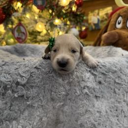 Donna Lou Who:Neon Green collar - Light golden female Golden Retriever puppy in Monterey, Tennessee from Lawson’s Green Acres Goldens and Mini Dachshunds