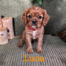 Luca - Ruby male Cavalier King Charles Spaniel puppy in Ormond Beach, Florida from Parkside Cavaliers