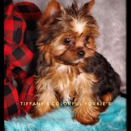 Yorkshire Terrier Puppies from Tiffany’s Colorful Yorkies