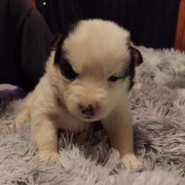 Siberian Husky Puppies from StormVale Siberian Huskies