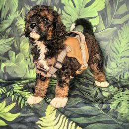 Boy 6 - Tri-color male Bernedoodle puppy in Captain Cook, Hawaii from Big Island Goldendoodles