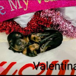 Valentina - Black and tan female Dachshund puppy in Vacaville, California from SchmooterBabies