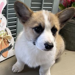 Pembroke Welsh Corgis from Big Creek Corgis