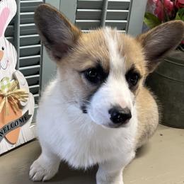 Pembroke Welsh Corgis from Big Creek Corgis
