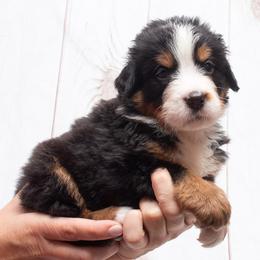 Brown Collar Male- 5000 - Black rust and white male Bernese Mountain Dog puppy in Collinsville, Texas from Berner Dynasty
