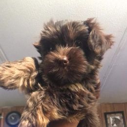 Yorkshire Terrier puppies from Simplyyorkies