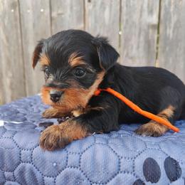 Miss. Orange - Black and tan female Yorkshire Terrier puppy in Woodway, Texas from The Yorkie Empire