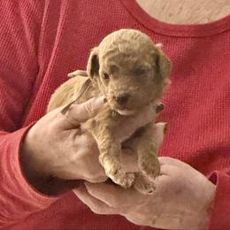 Cinnamon - Red  female Goldendoodle puppy in Danville, Virginia from Stella’s Stunning Goldendoodles of VA