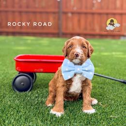 Rocky Road - Red  male Goldendoodle puppy in Dallas County, Texas from Dream A Little Doodle