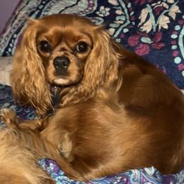 Sparrow - Cavalier King Charles Spaniel