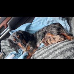 Chocolate dapple - Dapple male Dachshund puppy in Carthage, Texas from Rafter C Ranch Doxies