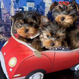 Bear - Black and gold male Yorkshire Terrier puppy in Antelope, California from Yorkie Family Home