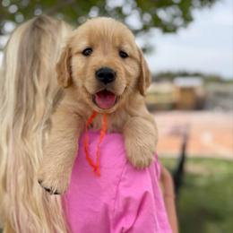 Mr. Orange - Golden male Golden Retriever puppy in Las Vegas, Nevada from Leavitt Retrievers