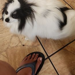 Chloe - Pomeranian