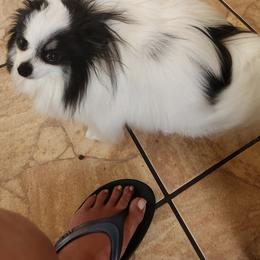 Chloe - Pomeranian