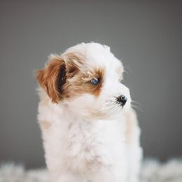 Luther - Apricot male Schnoodle puppy in Caldwell, Idaho from Boise Doodle Co.