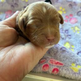 Bacon - Red male Cavapoo puppy in Adrian, Oregon from ApplebyFarm