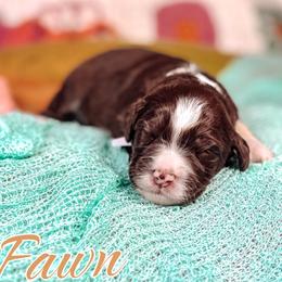 Fawn - Chocolate female Australian Labradoodle puppy in Decatur, Alabama from Southern Meadows Doodles