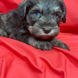 PINA - Liver female Miniature Schnauzer puppy in Pisgah, Alabama from Mashburns Little Munchkins