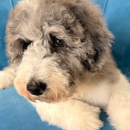 Basil - Blue merle and white Sheepadoodle puppy in Charleston & Kershaw, South Carolina from Atlas Harrold-Moore Sheepadoodles, LLC   (AHMS)