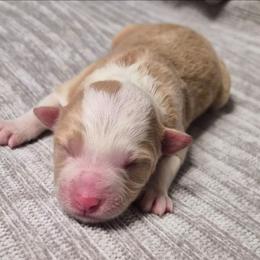 Tansie - White and gold female Border Collie puppy in Fresno, California from Alpine Tails