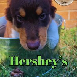 Hershey’s - Red tri-color Australian Shepherd puppy in Mount Holly, North Carolina from Herding Lightning Farm