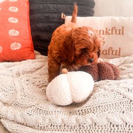 Buddy - Red male Cavapoo puppy in Tolleson, Arizona from Pixie Dust Cavaliers