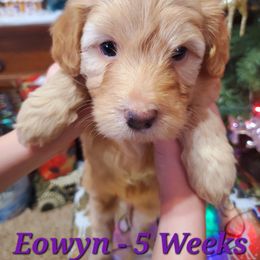 Aussiedoodle and Bernedoodle Puppies from Color Country Doodles