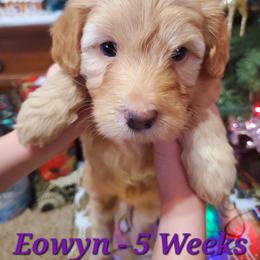 Aussiedoodle and Bernedoodle Puppies from Color Country Doodles