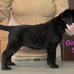 Labrador Retriever Puppies from R Little Retrievers