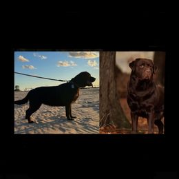 Labrador Retriever puppies from Sunbrooke Acres