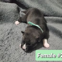 Siberian Husky Puppies from Sunrise Siberians