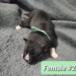 Siberian Husky Puppies from Sunrise Siberians