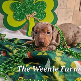 Boy 1 - Dapple male Dachshund puppy in Fritch, Texas from The Weenie Farm