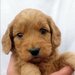 Belle - Golden female Cockapoo puppy in Garden City, Idaho from Janet's Cockapoos