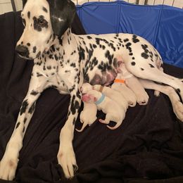 Dalmatian Puppies from Buckeye Dalmatians