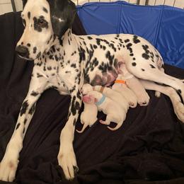 Dalmatian Puppies from Buckeye Dalmatians