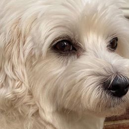 Maltese and Yorkshire Terriers from Little Dog Farm