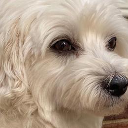 Maltese and Yorkshire Terriers from Little Dog Farm