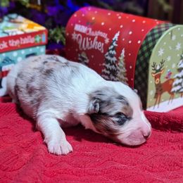 Boy 2 - Blue merle Australian Shepherd puppy in Cape Coral, Florida from Carrotwood Kennel Australian Shepherds