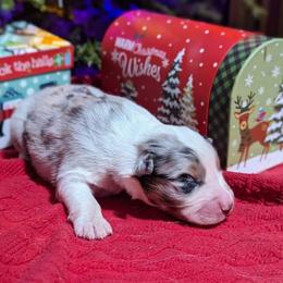 Boy 2 - Blue merle Australian Shepherd puppy in Cape Coral, Florida from Carrotwood Kennel Australian Shepherds