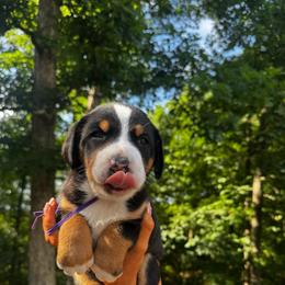 Gracie - Black, white and red female Greater Swiss Mountain Dog puppy in Chester, Illinois from Hilltop Swissys