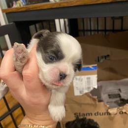 Dash - Black white and silver male Shih Tzu puppy in Riverhead, New York from Eastern Long Island Shih Tzu