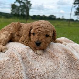 Girl 1 - Red female Cavapoo puppy in Wesson, Mississippi from Southern Country Doodles