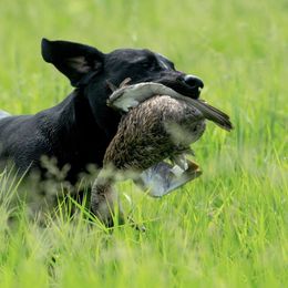 Labrador Retrievers from Hallelujah Retrievers