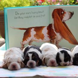 Basset Hound and Pembroke Welsh Corgi Puppies from Northstar Corgis and Basset Hounds