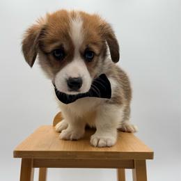 Hercules - Fawn male Pembroke Welsh Corgi puppy in Vacaville, California from Hope_4thebay_Corgis